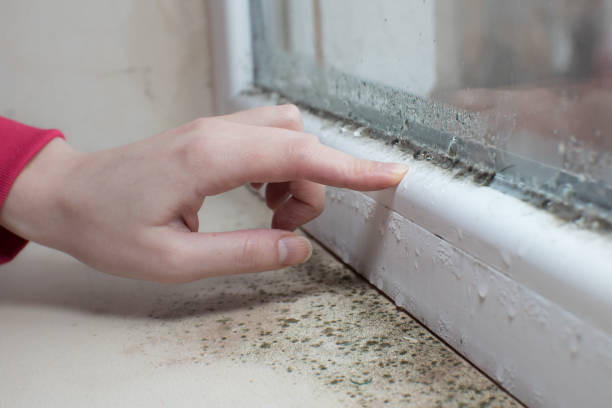Mold Odor Removal Services in Carpinteria, CA
